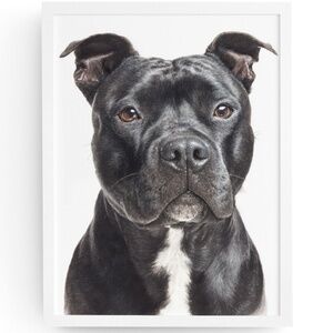 American Black Pit Bull Terrier Watercolor Wall Art Print Poster - Unframed
